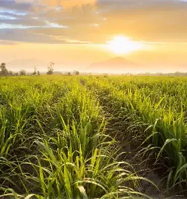 Biobased Plastics
